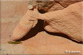 Kleine Raupe